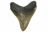 Serrated, Fossil Megalodon Tooth - North Carolina #308569-1